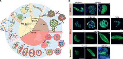 The Dynamic Roles of the Inner Membrane Complex in the Multiple Stages of the Malaria Parasite